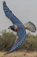 1745530921405.png