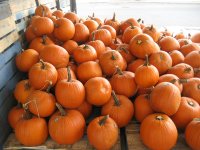 FrenchMarketPumpkinsB.jpg